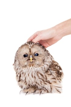 Ural Owl, Strix uralensis, isolated on the white background