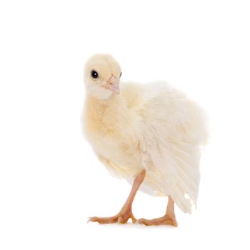 White Indian peafowl chicken, Pavo cristatus, isolated on white background