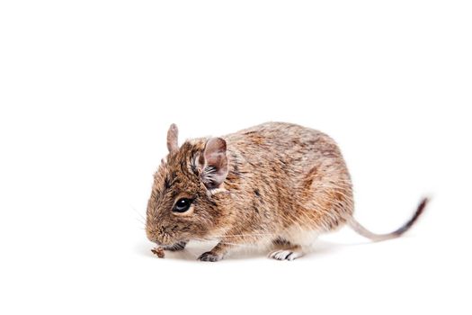 The Degu, Octodon degus, or Brush-Tailed Rat, isolated on the white background