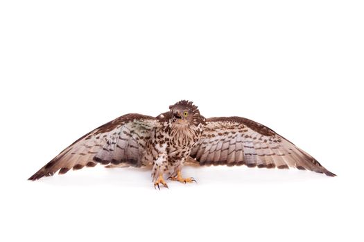 European Honey Buzzard - Pernis apivorus - isolated on white background