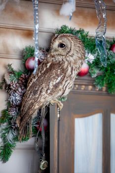 Tawny or Brown Owl, Strix aluco. Holidays, christmas, new year