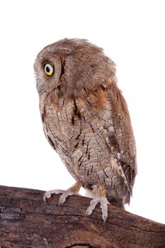 The European scops owl, Otus scops, isolated on white
