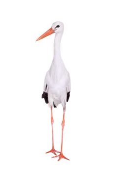 White Stork - Ciconia ciconia. Isolated on white.