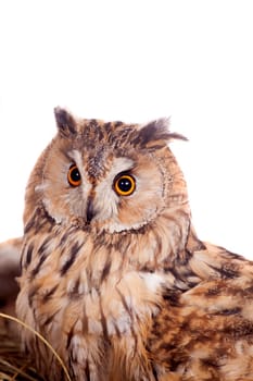 Long-eared Owl nesting isolated on the white background, Asio otus