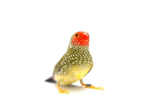 Star Finch - Neochmia ruficauda in front of a white background