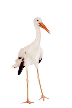 White Stork - Ciconia ciconia. Isolated on white.