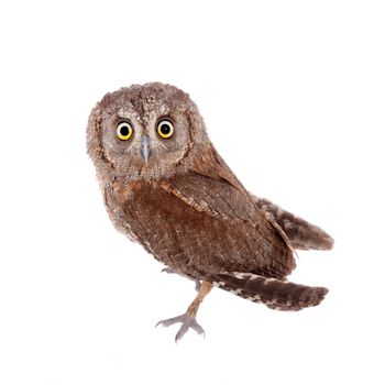 The European scops owl, Otus scops, isolated on white