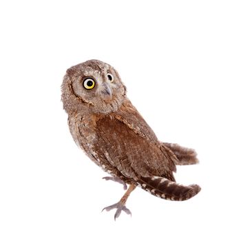 The European scops owl, Otus scops, isolated on white