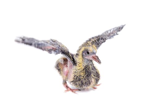 Baby pigeon isolated on white background, 12 days