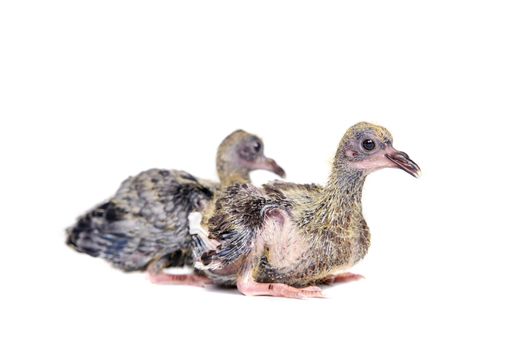 Baby pigeon isolated on white background, 12 days