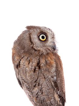 The European scops owl, Otus scops, isolated on white