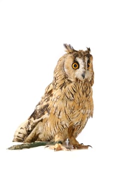 Long-eared Owl isolated on the white background, Asio otus