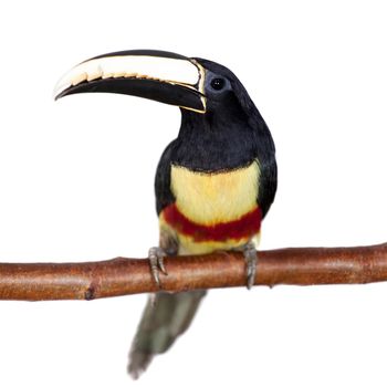 Black-necked aracari, Pteroglossus aracari, isolated on white background