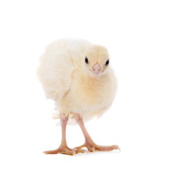 White Indian peafowl chicken, Pavo cristatus, isolated on white background