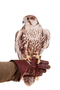 Saker Falcon - Falco cherrug - isolated on white background