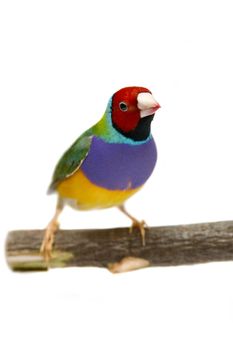 Gouldian Finch - Erythrura gouldiae in front of a white background