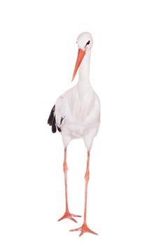 White Stork - Ciconia ciconia. Isolated on white.