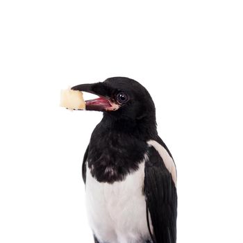 Common Magpie, Pica pica, isolated on white background