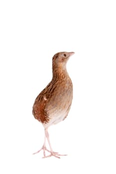 Corncrake or Landrail, Crex crex, isolated on white background