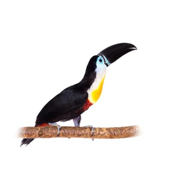 Channel-billed toucan, Ramphastos vitellinus, isolated on white background