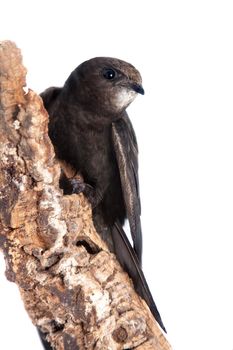 The baby bird of Common Swift, Apus apus, isolated on white