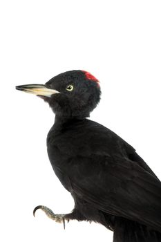 Black Woodpecker, Dryocopus martius, isolated on white background