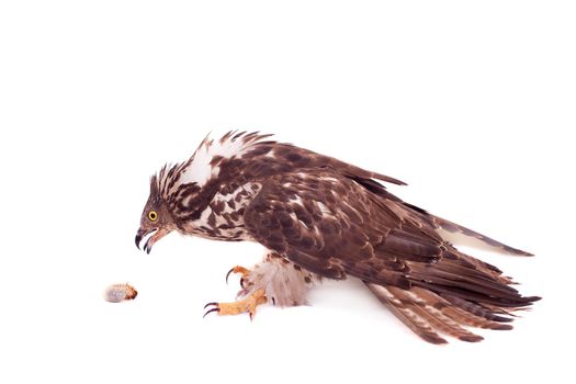 European Honey Buzzard - Pernis apivorus - isolated on white background