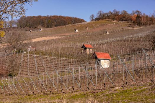 Hillside location with houses in the cultivated landscape of viticulture in the sunlight