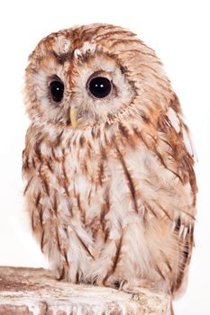 Tawny or Brown Owl, Strix aluco, isolated on the white background