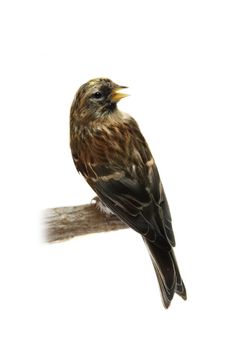 Female of Common Redpoll, Carduelis flammea on white