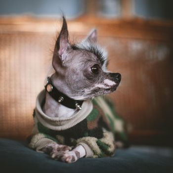 Ugly peruvian hairless and chihuahua mix dog on a chair