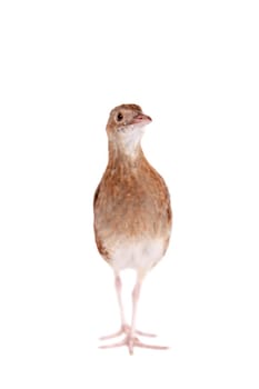 Corncrake or Landrail, Crex crex, isolated on white background