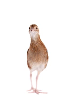 Corncrake or Landrail, Crex crex, isolated on white background