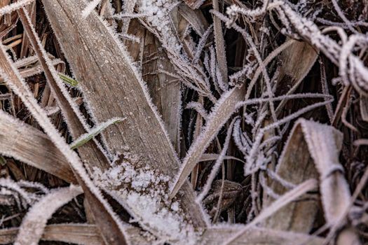 Green leaves succumb to the cold frost in winter with ice crystals