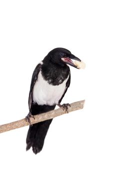 Common Magpie, Pica pica, isolated on white background