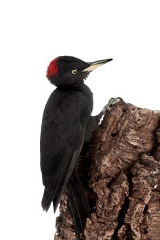 Black Woodpecker, Dryocopus martius, isolated on white background