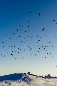 Big crows flock persecution a Northern Goshawk in snowly field