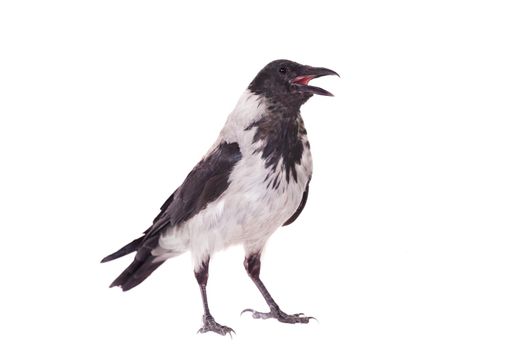 Hooded crow, Corvus cornix, isolated on the white background