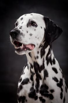 Beauty dalmatian dog, isolated on white background