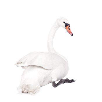 The mute swan, cygnus olor, isolated on white bacground