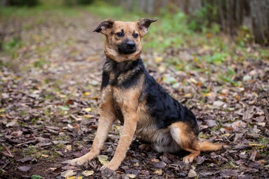 Mixed breed sdog sitting on leaves in the autumn forest