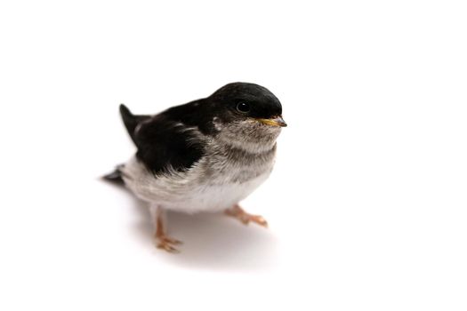 Baby bird of Sand Martin swallow, Riparia riparia, isolated on white