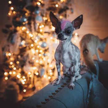 Ugly peruvian hairless and chihuahua mix dog in decorated room with Christmass tree. New Years celebration.