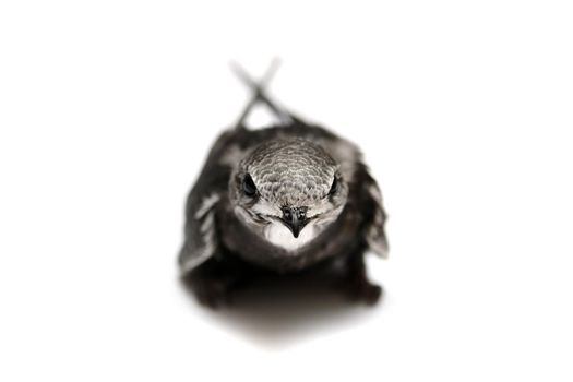 The baby bird of Common Swift, Apus apus, isolated on white