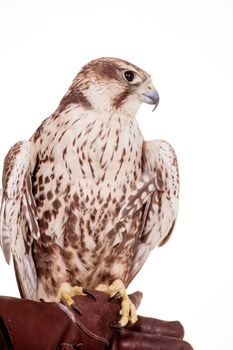 Saker Falcon - Falco cherrug - isolated on white background