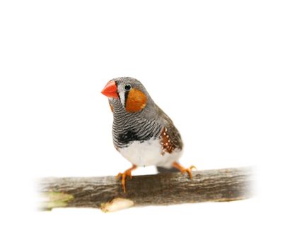 Zebra Finch isolated on the white background