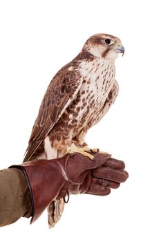 Saker Falcon - Falco cherrug - isolated on white background