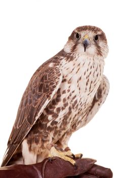 Saker Falcon - Falco cherrug - isolated on white background