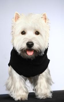 West haigland white terrier poising on studio