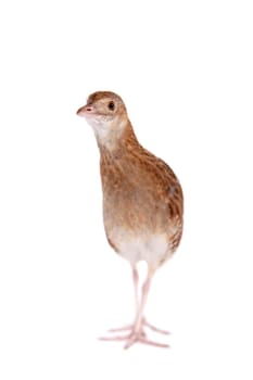 Corncrake or Landrail, Crex crex, isolated on white background